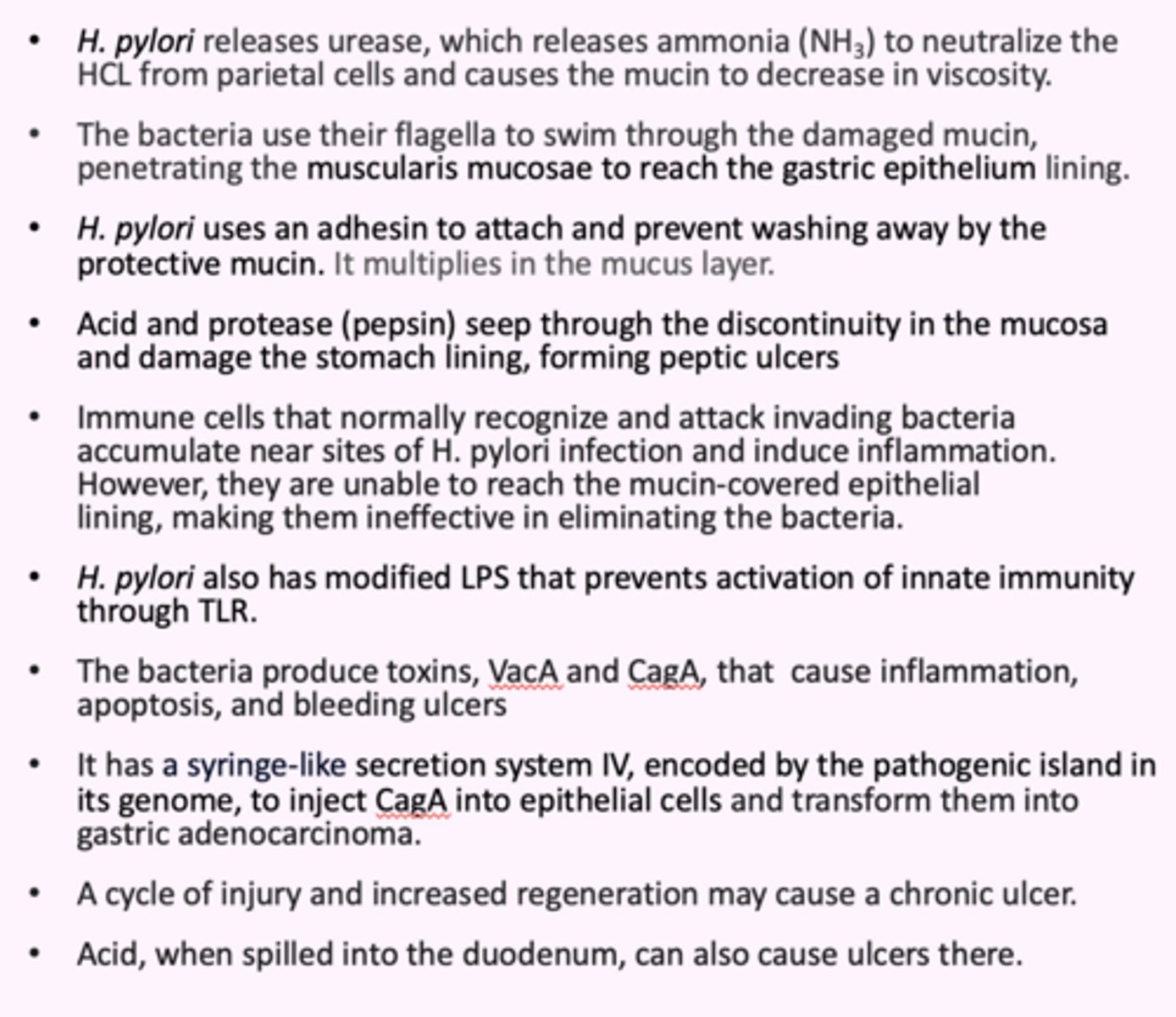 <p>summary of H. pylori pathogenesis:</p>