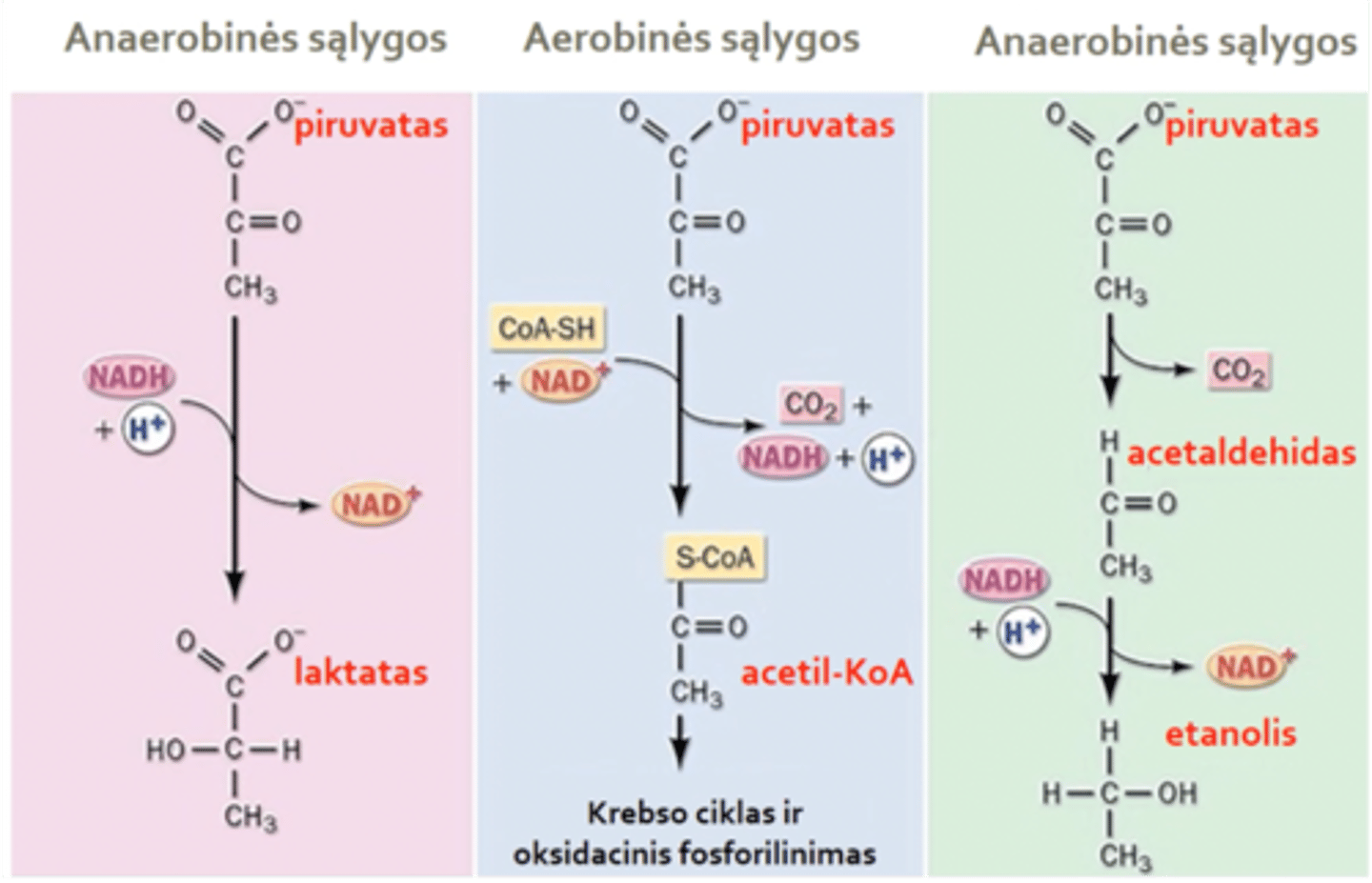 <p>Anaerbinės sąlygos: piruvatas yra redukuojamas ir virsta laktatu</p><p>Aerobinės sąlygos: piruvatas oksidaciniu būdu dekarboksilinamas į acetil-KoA, svarbu, nes susidaro Acetil-KoA(pirmasis Krebso ciklo metabolitas)</p><p>Anaerobinės sąlygos (paskutinis) – žmogaus org. nevyksta, tai anaerobinis rūgimas, vykstantis mielėse. Piruvatas yra dekarboksilinamas į acetaldehida ir vėliau redukuojamas į alkoholį. (etanolį)</p>