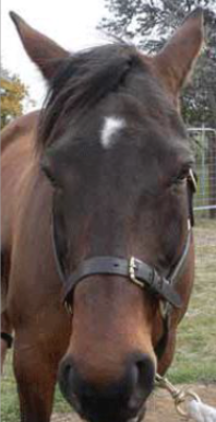 <p>What is this face marking?</p>