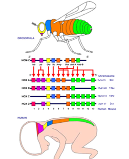<p>A <strong>unique family of regulatory genes</strong> in animals that <strong>control development</strong>.</p>