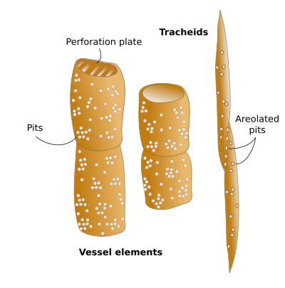<p>Vessel Elements</p>