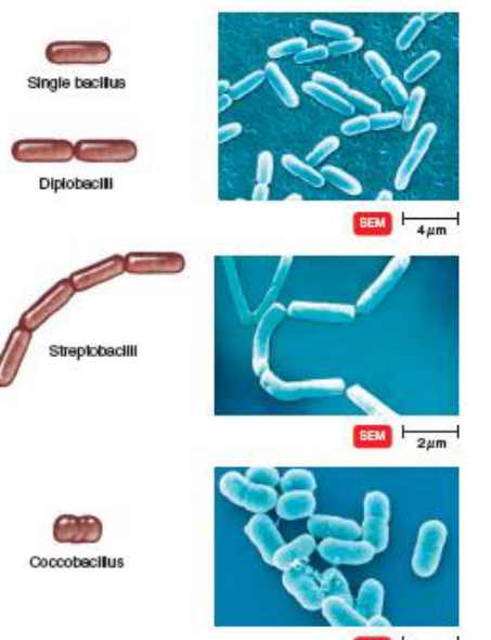 <p>single: one rod</p><p>diplo: pair of rods</p><p>strepto: chain</p><p>cocco: short oval rods, resemble cocci</p>