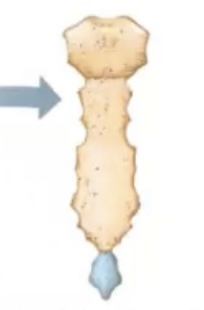 <p><span>thin, composed of two parallel plates of compact bone enclosing a layer of spongy bone, provide protection and places for muscle attachment, ex. cranial bones, sternum, ribs</span></p>