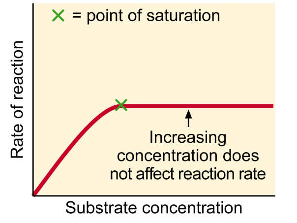<ul><li><p><span>If excess substrate, rate of reaction becomes proportional to enzyme concentration&nbsp;</span></p></li><li><p><span>If enzyme at a constant concentration, increasing substrate concentration will only increase reaction rate to a point called <strong>saturation level&nbsp;</strong></span></p></li><li><p><span>At this point, all enzyme molecules saturated with substrate&nbsp;</span></p></li></ul><p></p>