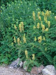 <p>Canadian Milk Vetch</p>