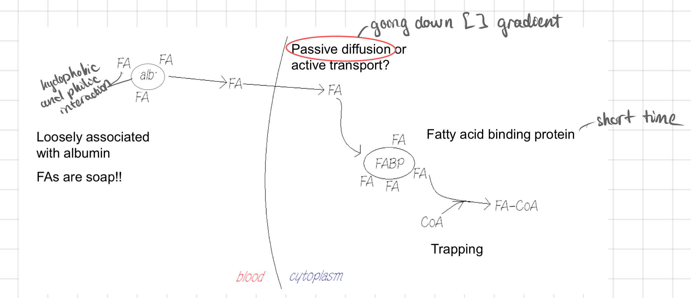 <ul><li><p>Transported through the bloodstream bound to a protein called <mark data-color="red"><strong>albumin (ab)</strong></mark>.</p></li><li><p>The cells produce ATP after taking up fatty acids and undergoing beta-oxidation.</p></li></ul>