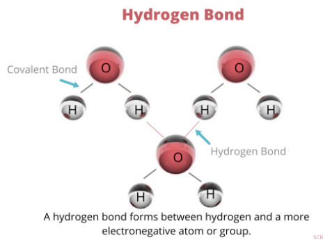 <p>attractive force between a hydrogen atom covalently bonded to a very electronegative atom (such as N, O, or F) and another very electronegative atom</p><ul><li><p>more H bonds = higher viscosity</p></li></ul><p></p>