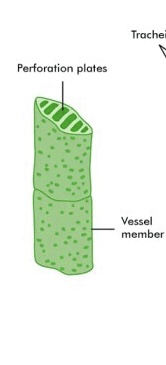 <p>Vessel Elements</p>
