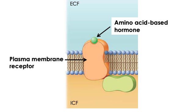 <ul><li><p>vary in size - can be signal amino acids, peptides, or proteins </p></li><li><p>are lipid insoluble and cannot easily diffuse across the plasma membrane </p></li><li><p>bind to receptors embedded in the plasma membrane - i.e. plasma membrane receptors </p></li></ul>