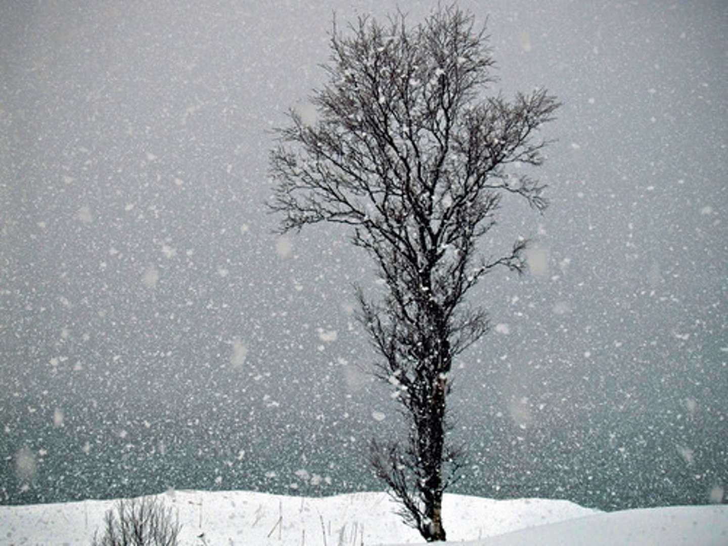 <p>tuyết / the snow</p>