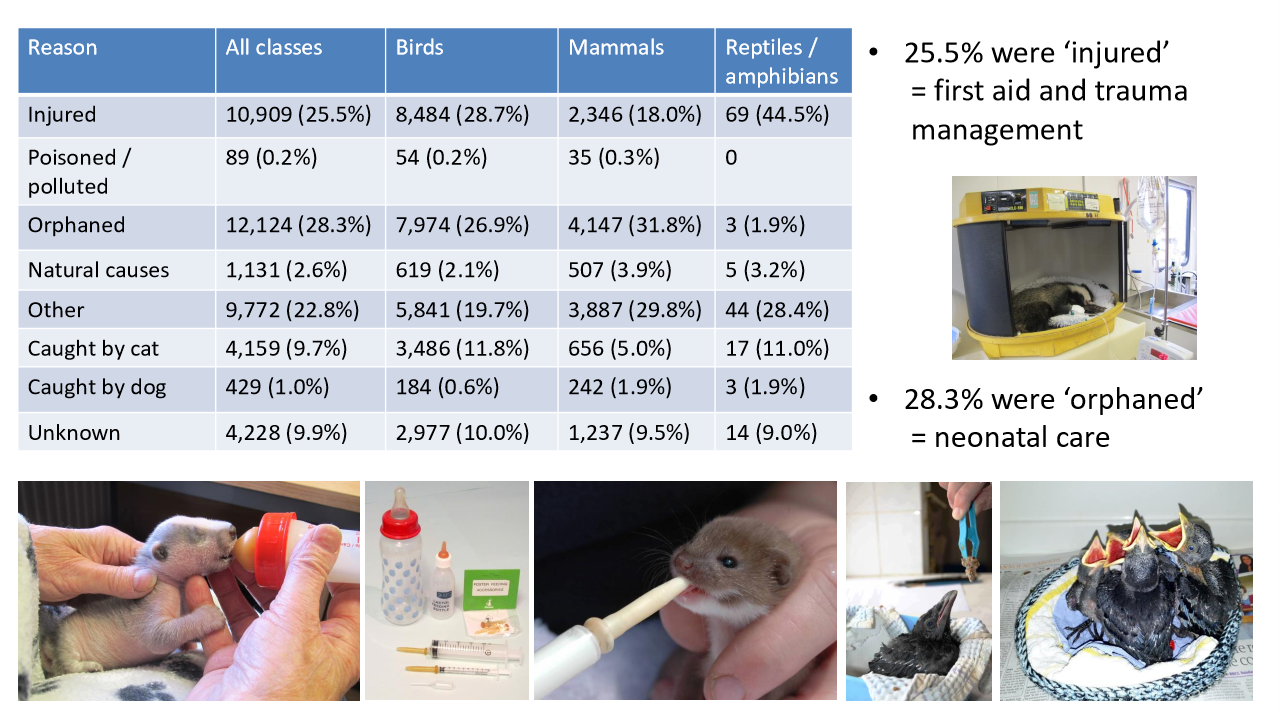 <p>Injured or orphaned wildlife</p>