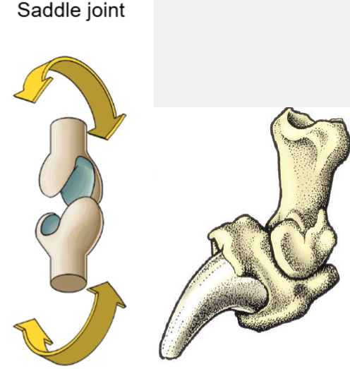 <p>Ex. Distal interphalangeal joint</p><p>Movement - primarily flexion and extension, with some medial to lateral movement</p>