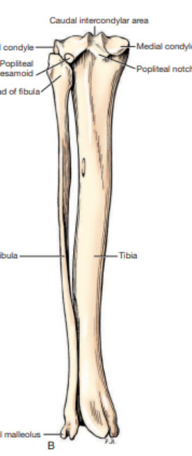 <p>What view of the tibia and fibula is this?&nbsp;</p>