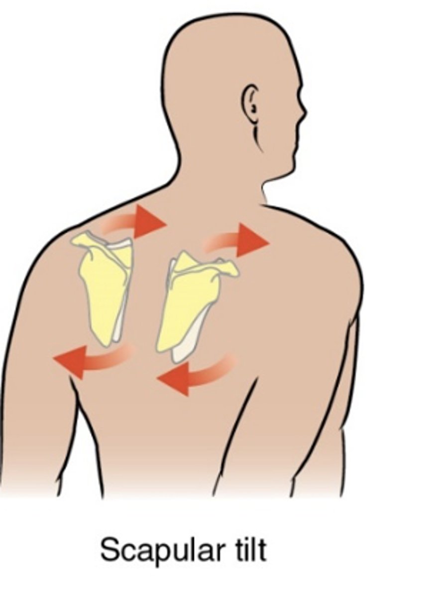 <p>rotation of the inferior angle posteriorly</p>