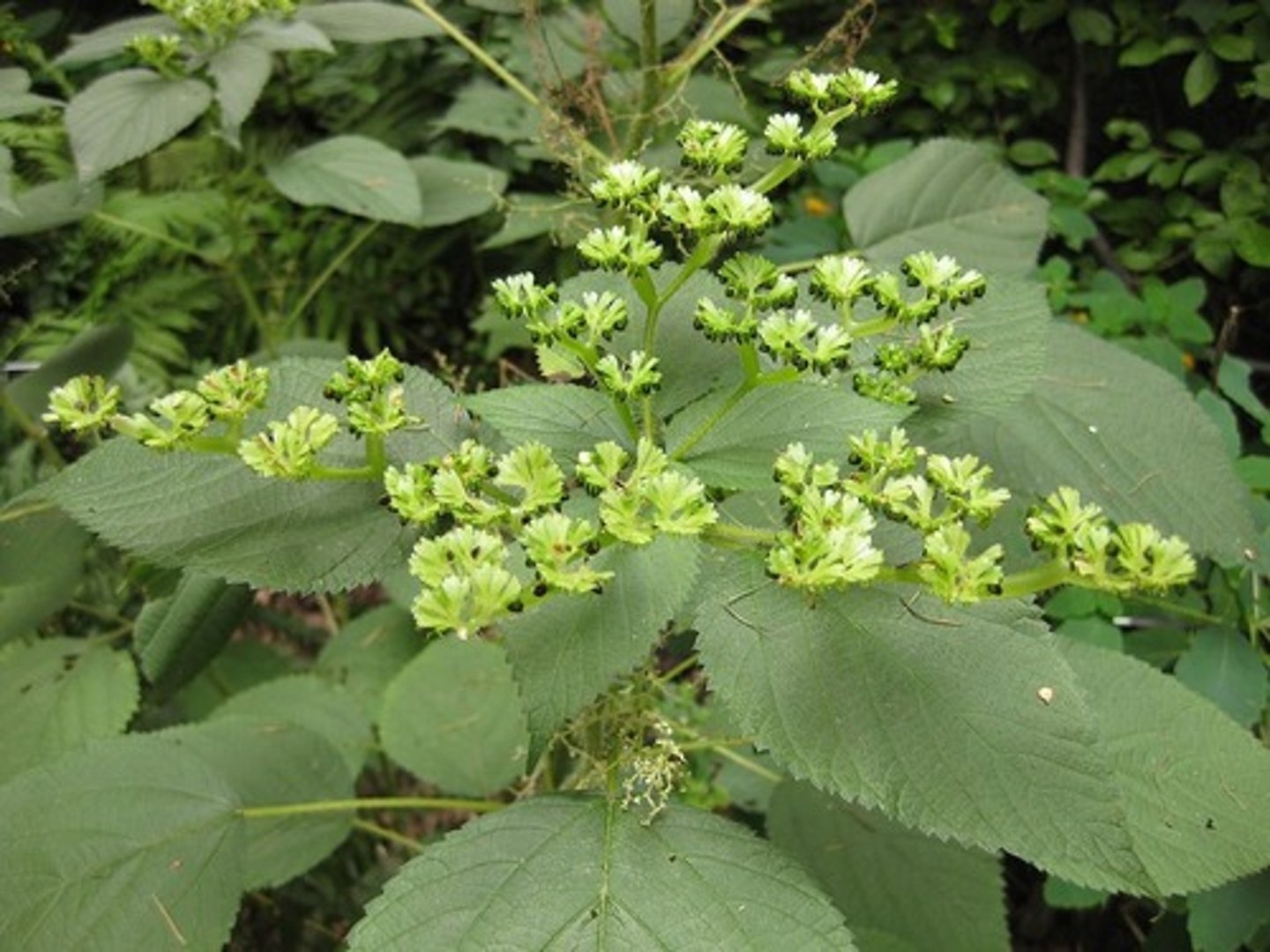 <p>Wood nettle</p>