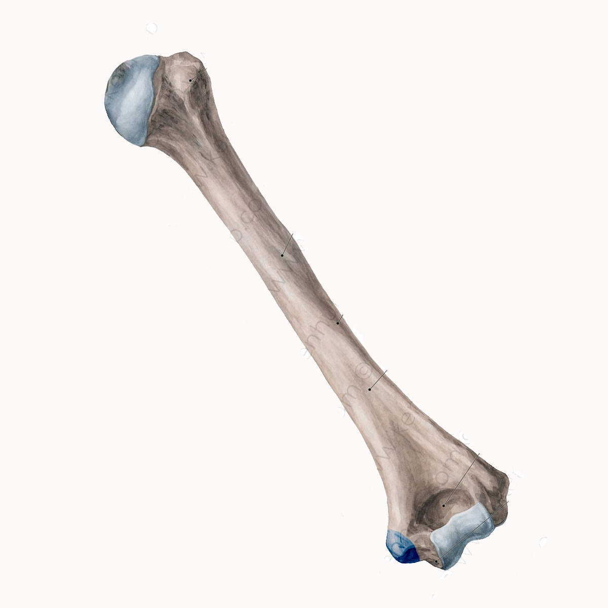 <p>Name the highlighted portion of the humerus</p>