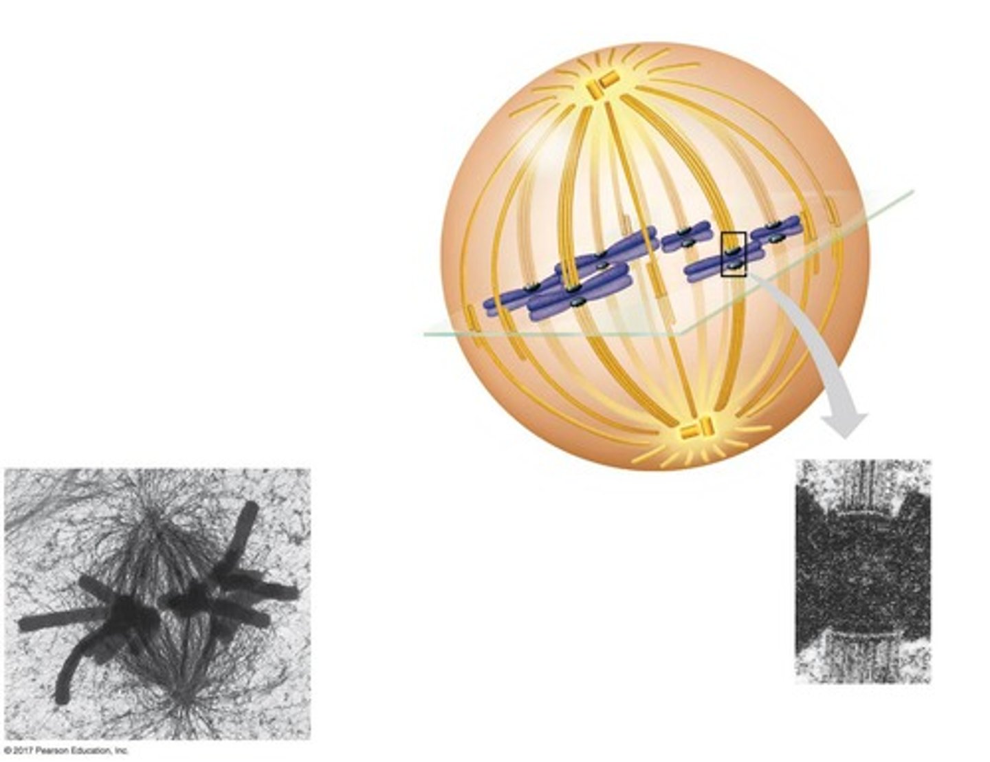 <p>It is the plane where chromosomes are lined up midway between the spindle's two poles during metaphase.</p>