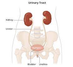 <p>kidney, ureter, urinary bladder, urethra</p>