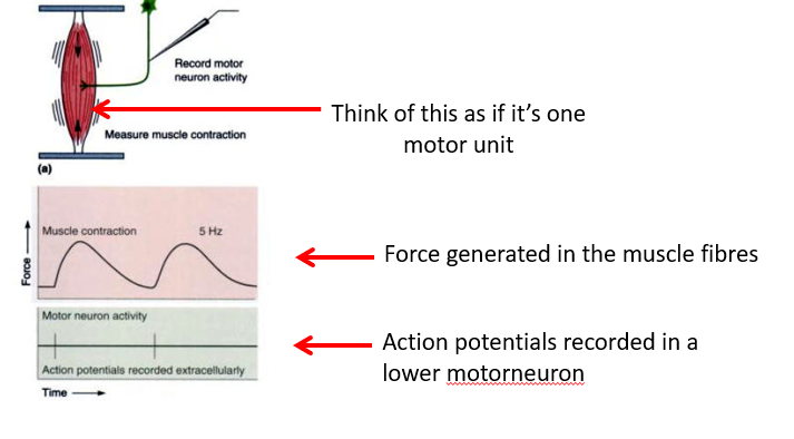 <p>Rate coding corresponds to intensity </p><ul><li><p>higher rates of action potentials lead to higher amounts of force generation</p></li></ul><div data-type="horizontalRule"><hr></div><p>In the experiment depicted in the image:</p><ul><li><p>we can see that each motor neuron activity is associated with a muscle contraction</p></li><li><p>the muscle contraction lasts quite a long time (~well over 100ms) compared to the motor neuron activity (~1 ms)</p></li></ul><p></p>