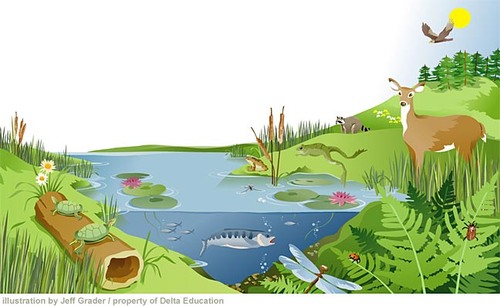 All the organisms living in an area as well as the nonliving components.