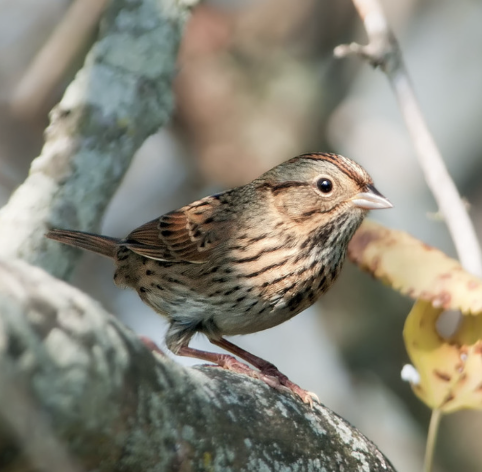 <p>What is this bird?</p>
