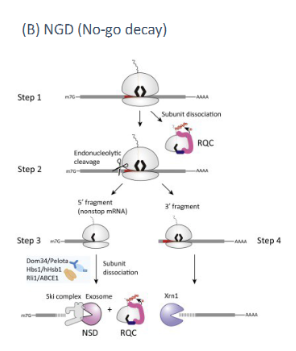 <p>mRNA surveillance mechanism which detects major secondary structure issues(usually caused by incorrect intron retention). Detected by stalling of the ribosome at a certain point in translation. Recruits endonucleases to cut out the ribosome. Creates two RNA fragments one with an open 5’ end and another with an open 3’ end that are digested by 5’ and 3’ exonucleases respectively.</p>