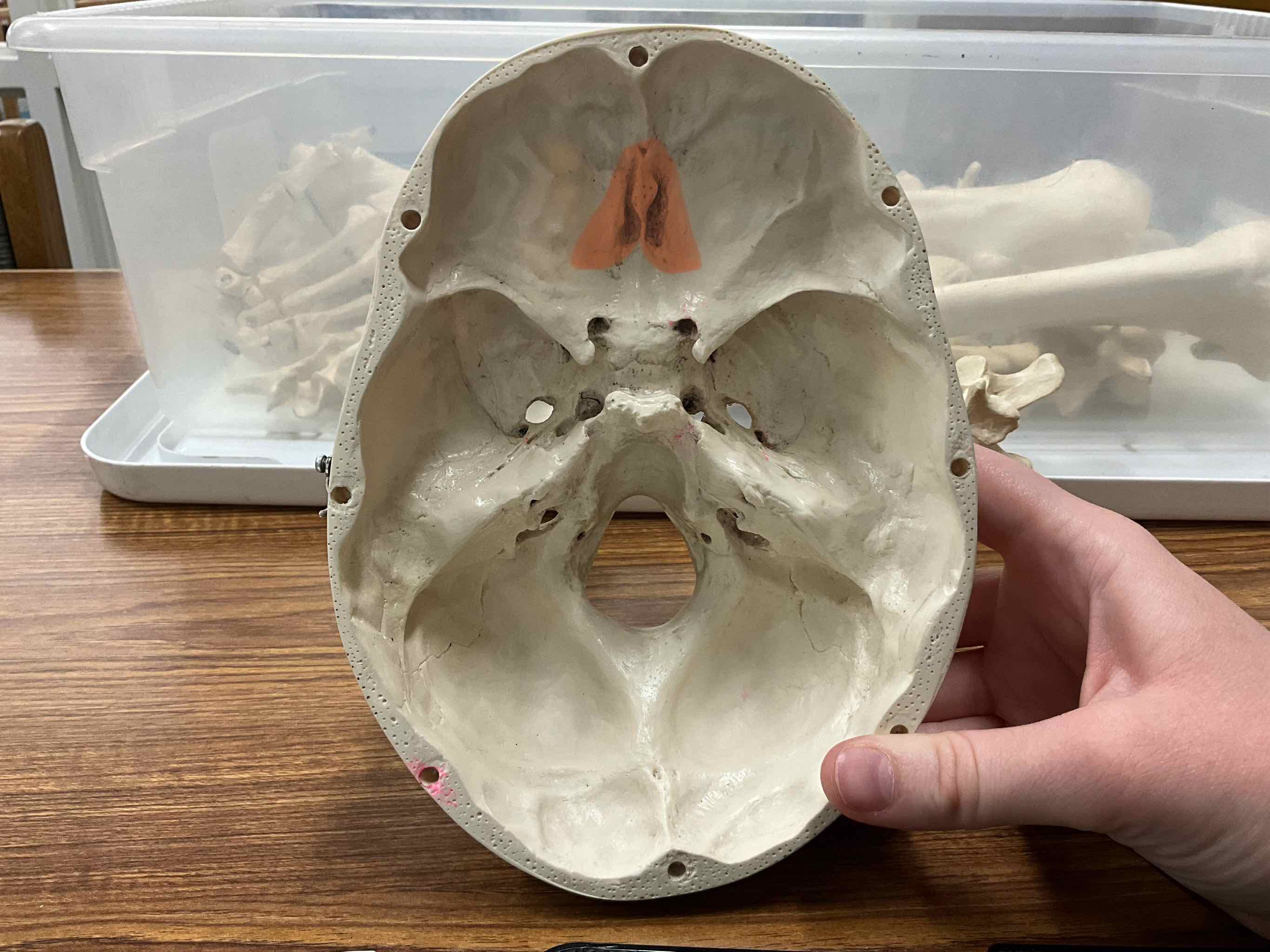 <p>Name the bone</p>