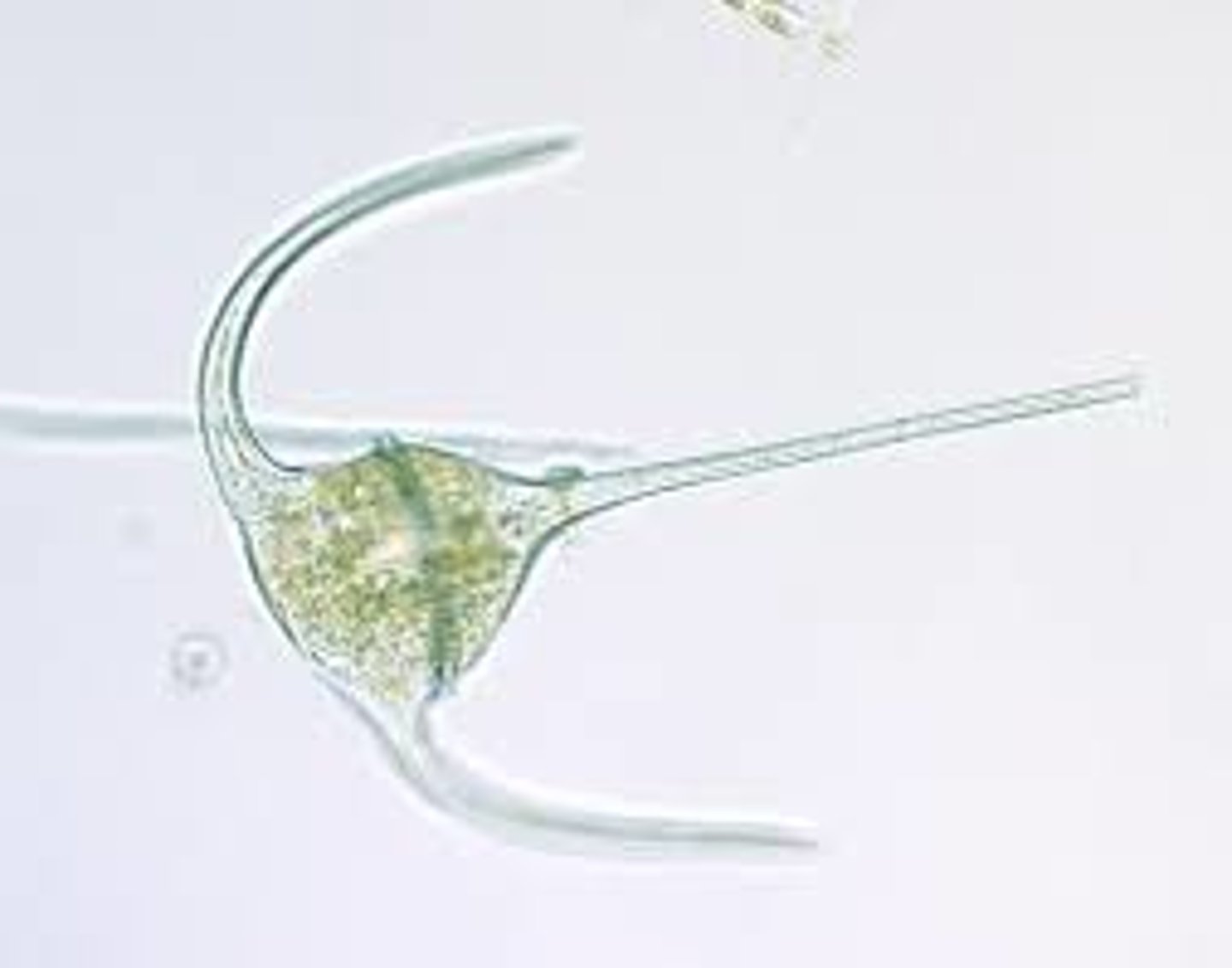 <p>har cellulosaplattor under cellmembranet -> pansar</p><p>en typisk cell har två flageller placerade i spår på cellytan -> ger virvlande rörelse</p><p>blommning av dinoflagellater ger red tide toxiskt</p><p>vissa lever i symbios ex koraller där dinoflagellater ger näring genom fotosyntes -> kan förloras vid stress (ex värme) då blir det korallblekning</p>