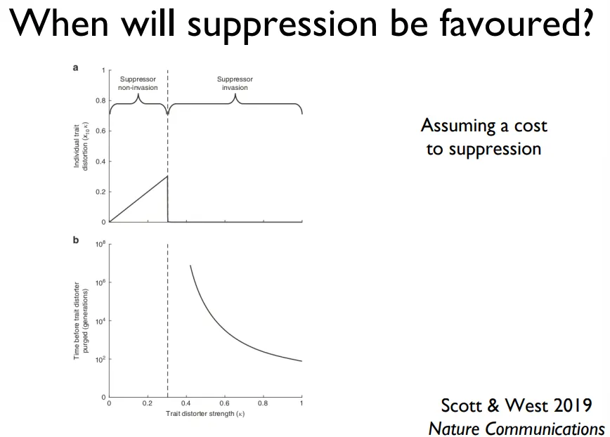 <ul><li><p><strong>suppression comes at a cost, so they are only present if the driver causes a significant distortion of the sex ratio</strong></p></li><li><p>as the drivers distortion strength increases, distortion increases up until a point where it drops to 0, when suppressors suddenly become worth the cost</p></li><li><p><span><strong>selfish genes either produce small effects that aren’t suppressed or large effects that are suppressed</strong></span></p></li><li><p>selfish genes evolve, but are<strong> over-ambitious</strong>- they will drive themselves into situations where they then get suppressed</p></li></ul><p></p>