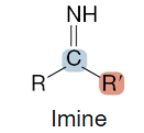 <p>Imine</p>