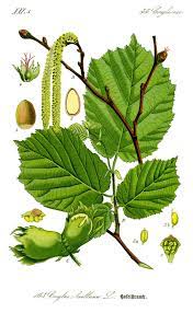 <p>Corylus avellana</p>