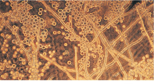 <p>switch between 2 growth forms based on temperature</p><ul><li><p>mold in environment/soil is at cooler temps</p></li><li><p>yeast in host cell is at warmer temps</p></li></ul><p></p>