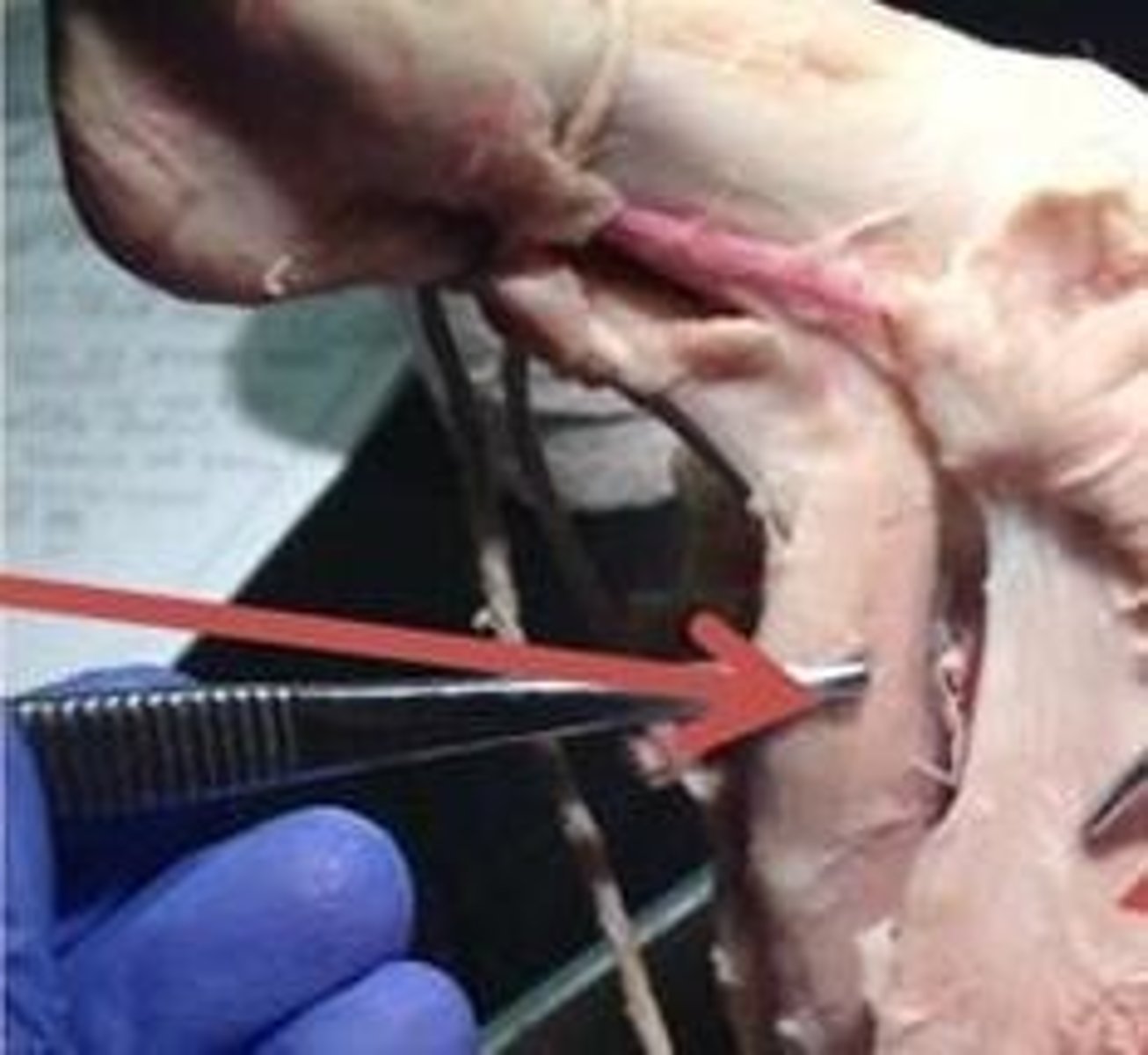 knowt flashcard image