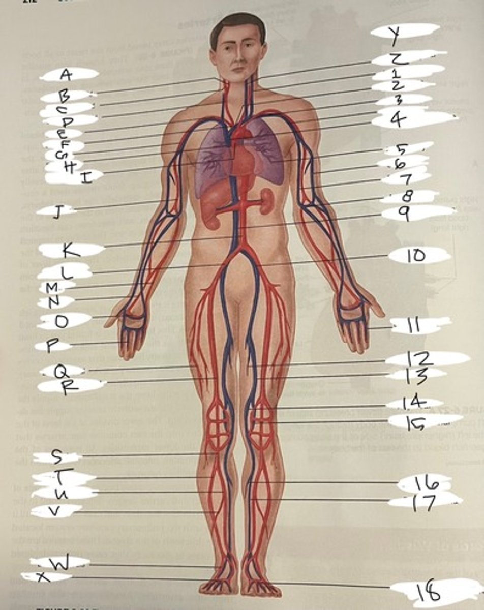 <p>G</p>