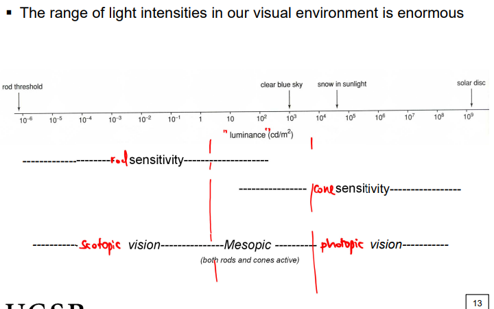 <p>our visual system splits up the workload, in brighter areas we use cones and in darker we use our rods (first approach to dealing with range is to split it up)</p><ul><li><p>since we have an enormous range of light in our visual field</p></li></ul><p></p>