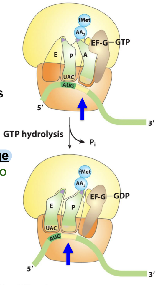 <p>EF-G undergoes a conformational change that displaces the peptidyl-tRNA in the A site to the P site → carries the mRNA and the acetylated tRNA with it.</p>