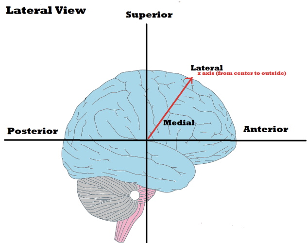 <p>towards the middle to the brain/spinal cord, closer to the midline than lateral</p>