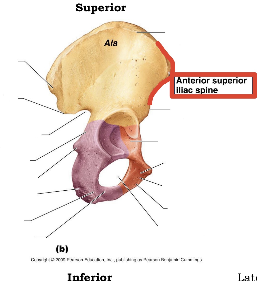 <p><span><span>Anterior superior iliac spine</span></span></p>