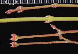 palmately compound leaf with a reddish color all year

small stature- 20-25 ft 

opposite leaf

always twice as expensive