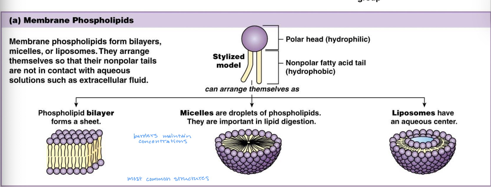 <ul><li><p>phospholipids have 2 fatty acids and a phosphate group</p></li><li><p>cholesterol and phospholipids are important components of animal cell membranes</p></li><li><p>membrane phospholipids can form bilayers (sheets), micelles (droplets of phospholipids), liposomes (have an aqueous center)</p></li><li><p>they arrange themselves so that their nonpolar tails are not in contact with aqueous solutions such as extracellular fluid</p></li></ul><p></p>