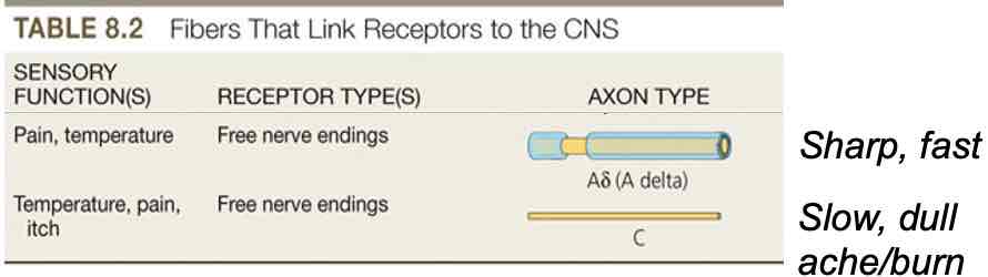 <ul><li><p>Pain perception = ‘nociception‘, noxious or harmful</p></li><li><p>Several types of pain receptors in skin on free nerve endings</p></li><li><p>TRPV1, TRPV2 receptors activated by strong heat chemical compounds</p></li><li><p>At least 4 types of pain receptors in skin</p></li></ul><ol><li><p>High-threshold mechanoreceptors</p></li><li><p>TRPV1 receptors: heat (burns) &amp; chemicals (eg. Capsaicin), burning sensation</p></li><li><p>TRPA1 receptors: chemicals that cause inflammation</p></li><li><p>TRPM3 receptors: activated by very high h eat ( around &gt; 45°C → higher TRPV1), axons of nerves large diameter (myelinated)</p></li></ol><ul><li><p>Activation of receptors→A delta or C fibers in spinothalamic path (special kind of sodium channel found in these axons: Nax 1.7)</p></li><li><p>Cingulate cortex activity correlates with amount of pain reported</p></li><li><p>Cingulate activity decreases when painkillers (analgesics) or placebos taken &amp; reported pain decreases</p></li></ul>