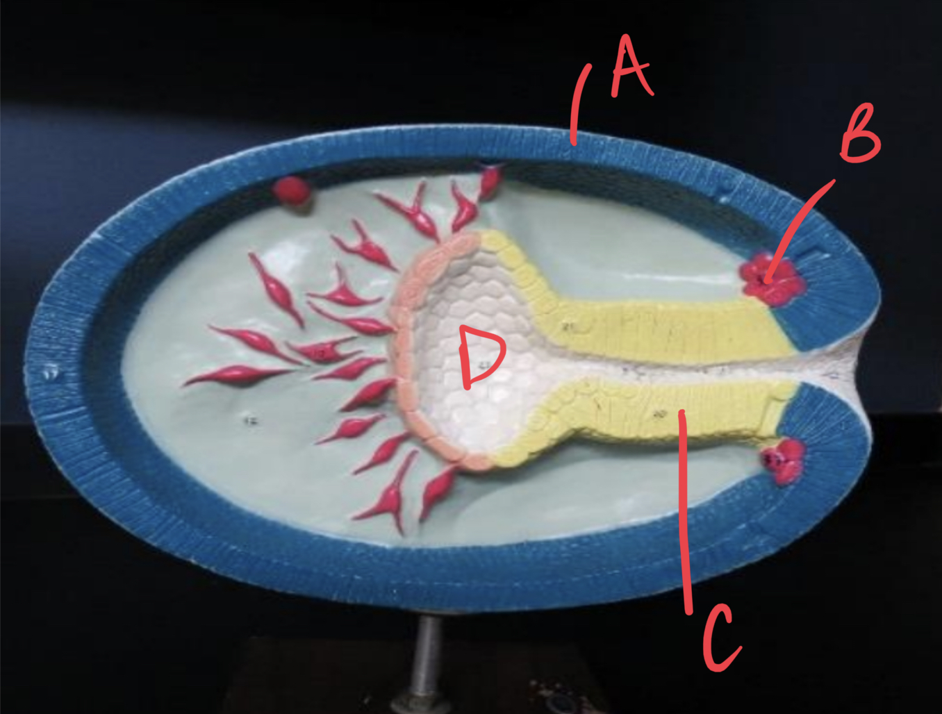 <ul><li><p>what is this model of?</p></li><li><p>label the following</p></li><li><p>____: stage where blastula folds inwards</p><p>a. this creates the ____</p></li></ul>