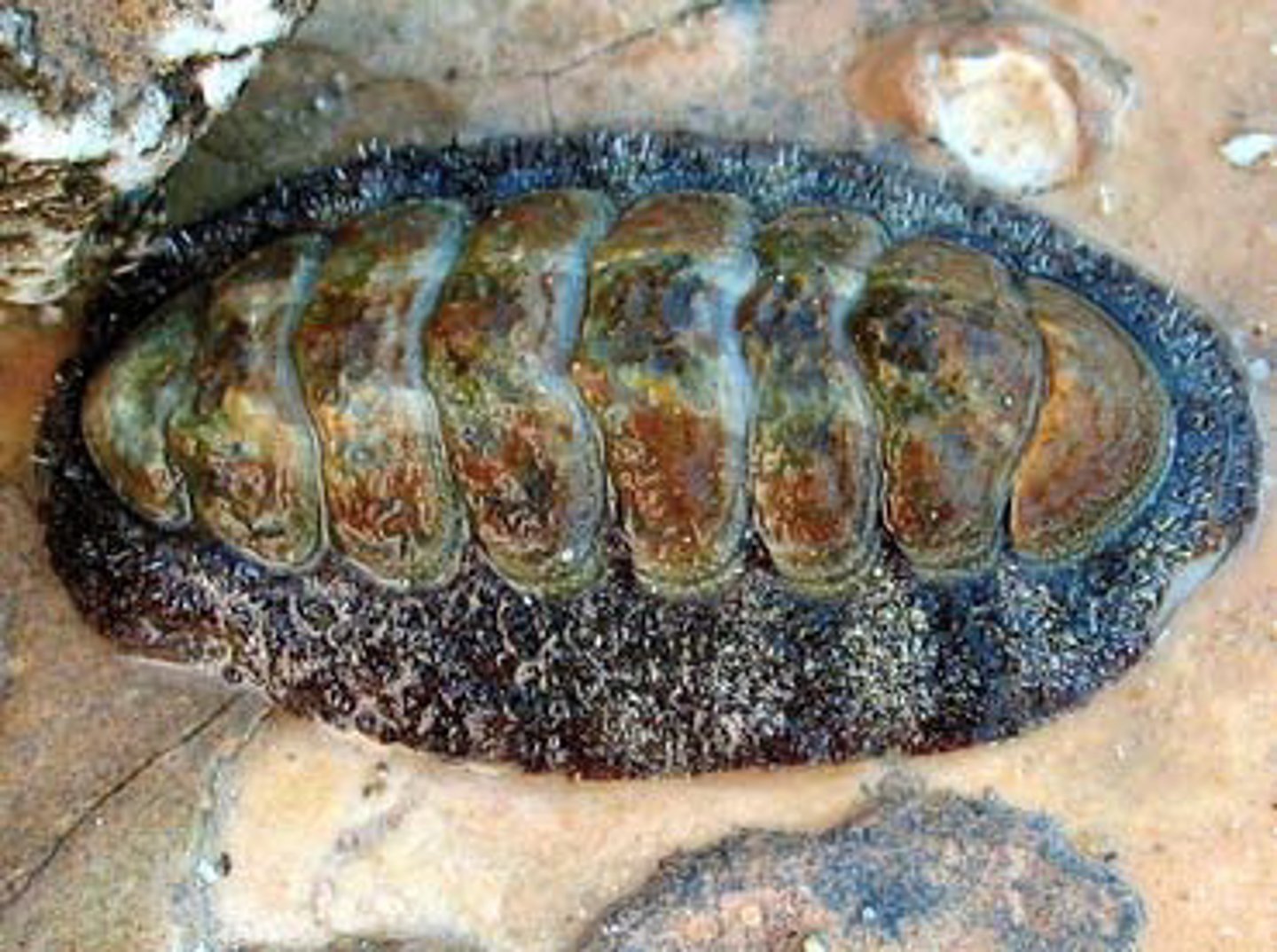 <p>No, chitons are not segmented, but they do have a shell made up of eight dorsal overlapping plates. They can curl into a ball.</p>