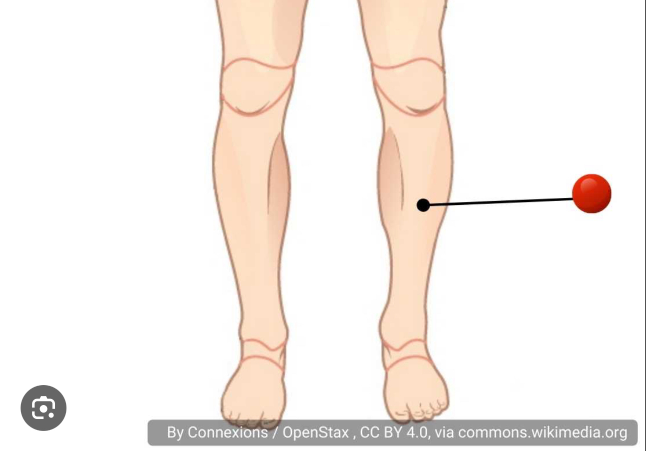 <p>The lower leg, area b/t knee and ankle </p>