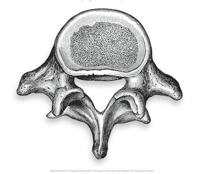 <p>Lumbar Vertebrae </p>