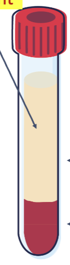 <p>Name the portions of this serum tube from top to bottom.</p>