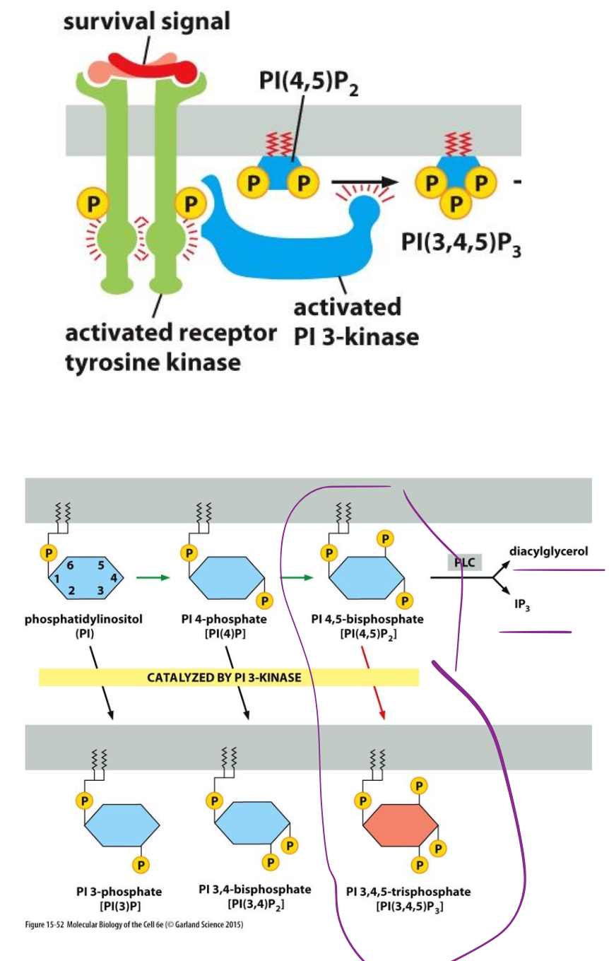 <p>PI3K est recruté vers le récepteur et s’active par phosphorylation.</p><p>PI3K catalyse la phosphorylation des phosphoinositols en P3 du cycle inositol.</p>