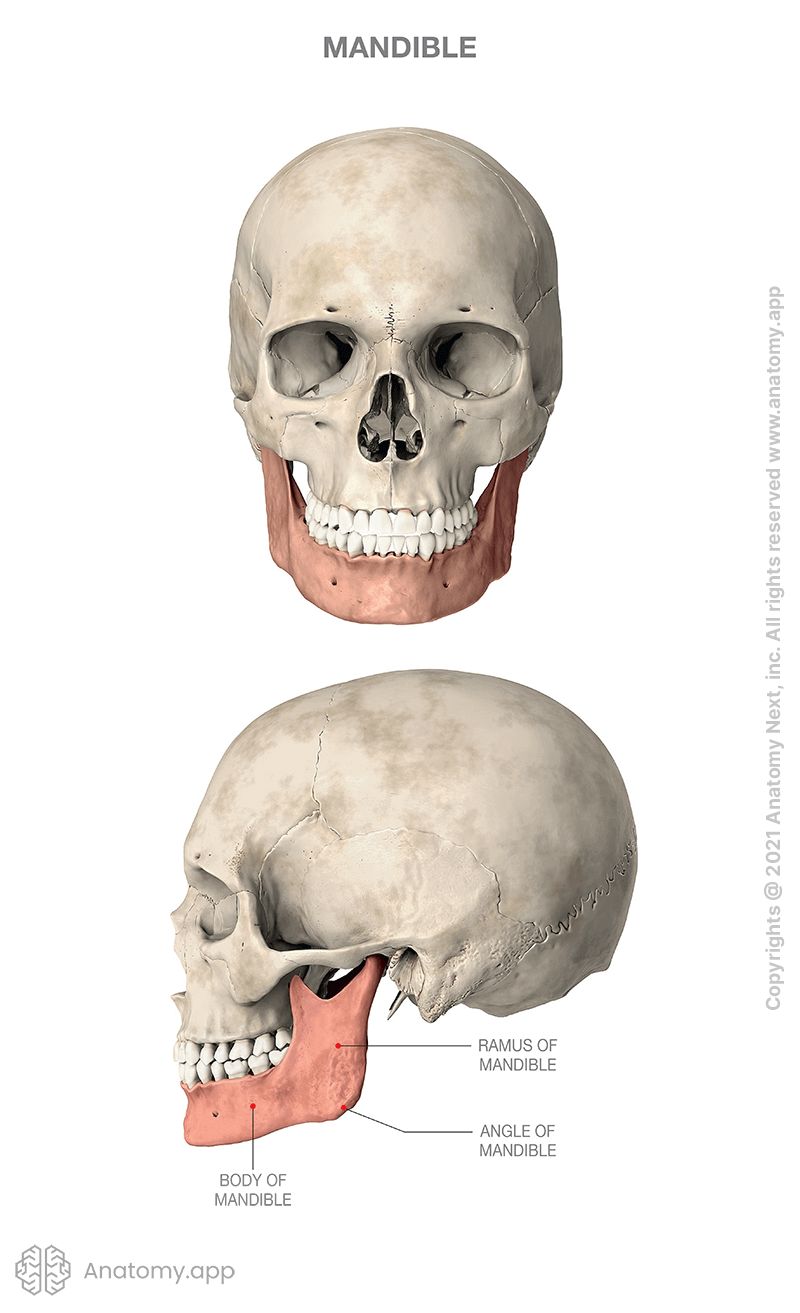 <p>As the <strong>only movable bone</strong> of the <strong>skull</strong> and the <strong>largest</strong>, <strong>strongest facial bone</strong>. It is a single bone connected to the skull by the temporomandibular joint. The mandible forms the <strong>lower jaw</strong> and houses the <strong>lower</strong> or mandibular <strong>teeth</strong>.</p><ul><li><p><strong>Mental Foramen</strong> - An opening in the <strong>lower jawbone</strong> located <strong>below</strong> the <strong>second premolar tooth.</strong></p></li><li><p><strong>Coronoid Process</strong> - The very <strong>top</strong> of the <strong>mandible bone</strong>.</p></li><li><p><strong>Mandibular Condyle</strong> - Is the unpaired, <strong>thick</strong>, curved <strong>horizontal</strong> portion of the mandible that <strong>houses the teeth.</strong></p></li></ul><p></p>