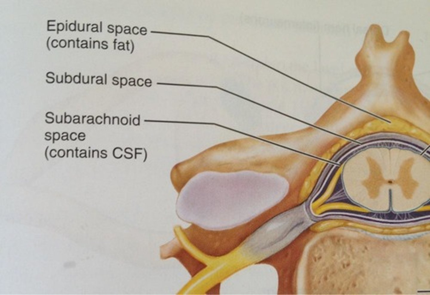 <p>located between the arachnoid mater and pia mater; filled with CSF and contains blood vessels</p>