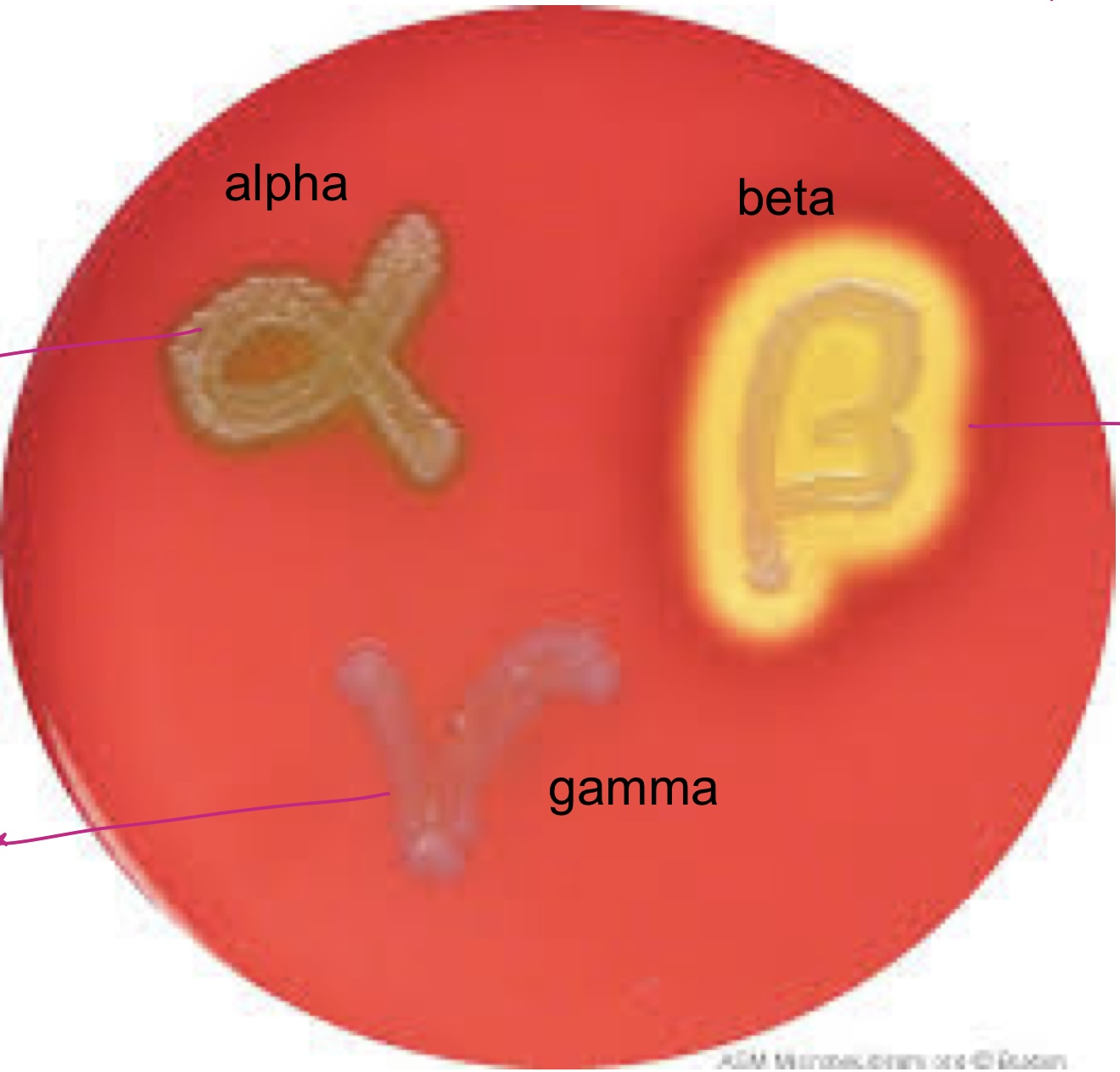 <p><strong>beta</strong> = <em>S. aureus</em></p><ul><li><p>indicates <strong>complete</strong> breakdown of red blood cells</p></li><li><p>if the plate is held up to a light, you <strong>will</strong> be able to see through it</p></li></ul><p><strong>partial</strong> = none</p><ul><li><p>indicates <strong>partial</strong> breakdown of red blood cells</p></li><li><p>seen by a green tint around the growth</p></li></ul><p><strong>gamma</strong> = <em>S. saprophyticus</em> &amp; <em>S. epidermis</em></p><ul><li><p>indicates <strong>no breakdown</strong> of red blood cells</p></li><li><p>if the plate is held up to a light, you will <strong>not</strong> be able to see through it</p></li></ul>